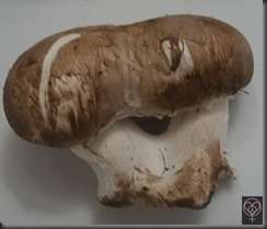 201301mushroom_0256_001